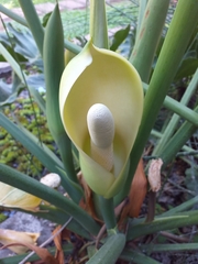 Thaumatophyllum undulatum