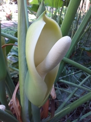 Thaumatophyllum undulatum