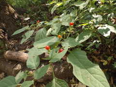 Witheringia mexicana