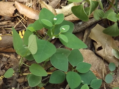 Euphorbia montereyana