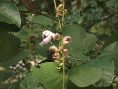 Canavalia septentrionalis