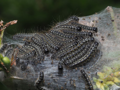 Eriogaster arbusculae