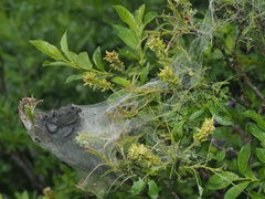 Eriogaster arbusculae