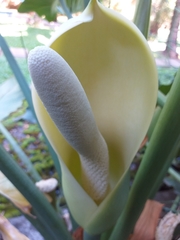 Thaumatophyllum undulatum