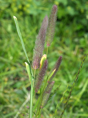 Phleum alpinum