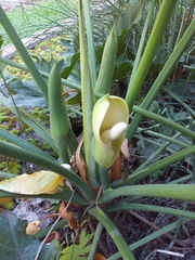 Thaumatophyllum undulatum