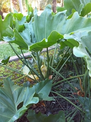 Thaumatophyllum undulatum