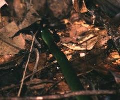 Erythrolamprus typhlus