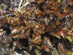 Orthothecium rufescens