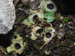 Solorina saccata