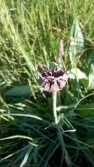 Microbotryum tragopogonis-pratensis