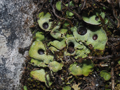 Solorina saccata