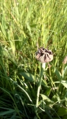 Microbotryum tragopogonis-pratensis