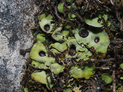 Solorina saccata