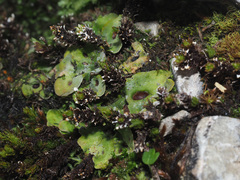 Solorina saccata