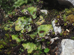 Solorina saccata