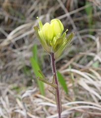 Castilleja kraliana