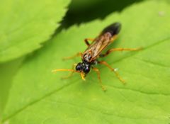 Tenthredo campestris