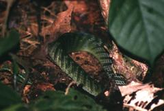 Erythrolamprus typhlus