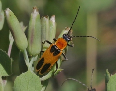 Chauliognathus omissus