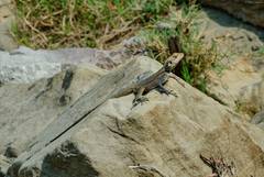 Laudakia tuberculata