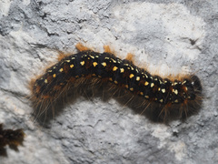 Eriogaster arbusculae