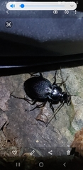 Carabus goryi