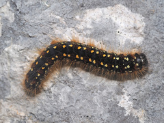 Eriogaster arbusculae