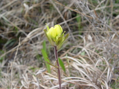 Castilleja kraliana