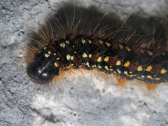 Eriogaster arbusculae