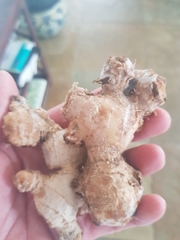 Zingiber officinale