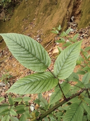 Rubus leucanthus