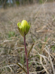 Castilleja kraliana