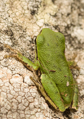 Hyla sarda