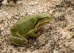 Hyla sarda