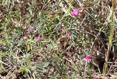 Tephrosia grandiflora