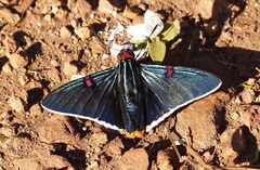 Phocides polybius phanias