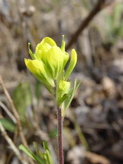 Castilleja kraliana