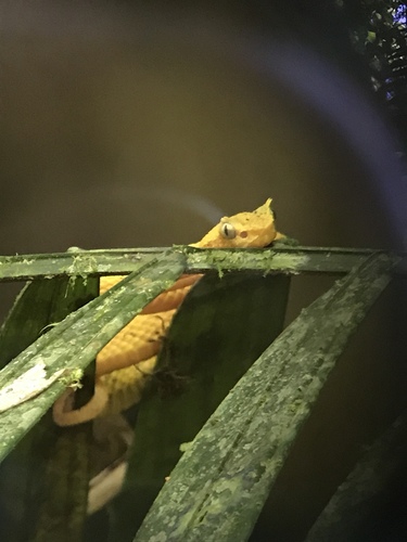 Bothriechis nigroadspersus