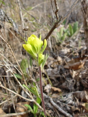 Castilleja kraliana