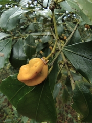 Euonymus myrianthus