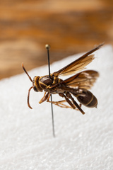 Polistes arizonensis