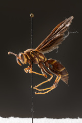 Polistes arizonensis