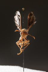 Polistes arizonensis