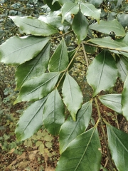 Euonymus myrianthus