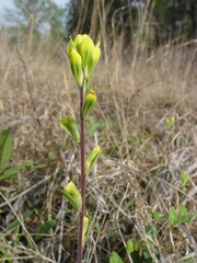 Castilleja kraliana