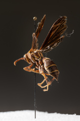 Polistes arizonensis