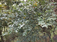 Euonymus myrianthus