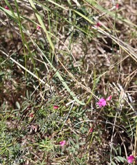 Tephrosia grandiflora