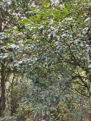 Euonymus myrianthus